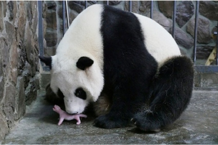 Ženka pande i mladunče