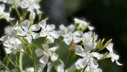 Kiedy schować oleander na zimę? Zimowanie tej przepięknej rośliny w donicy