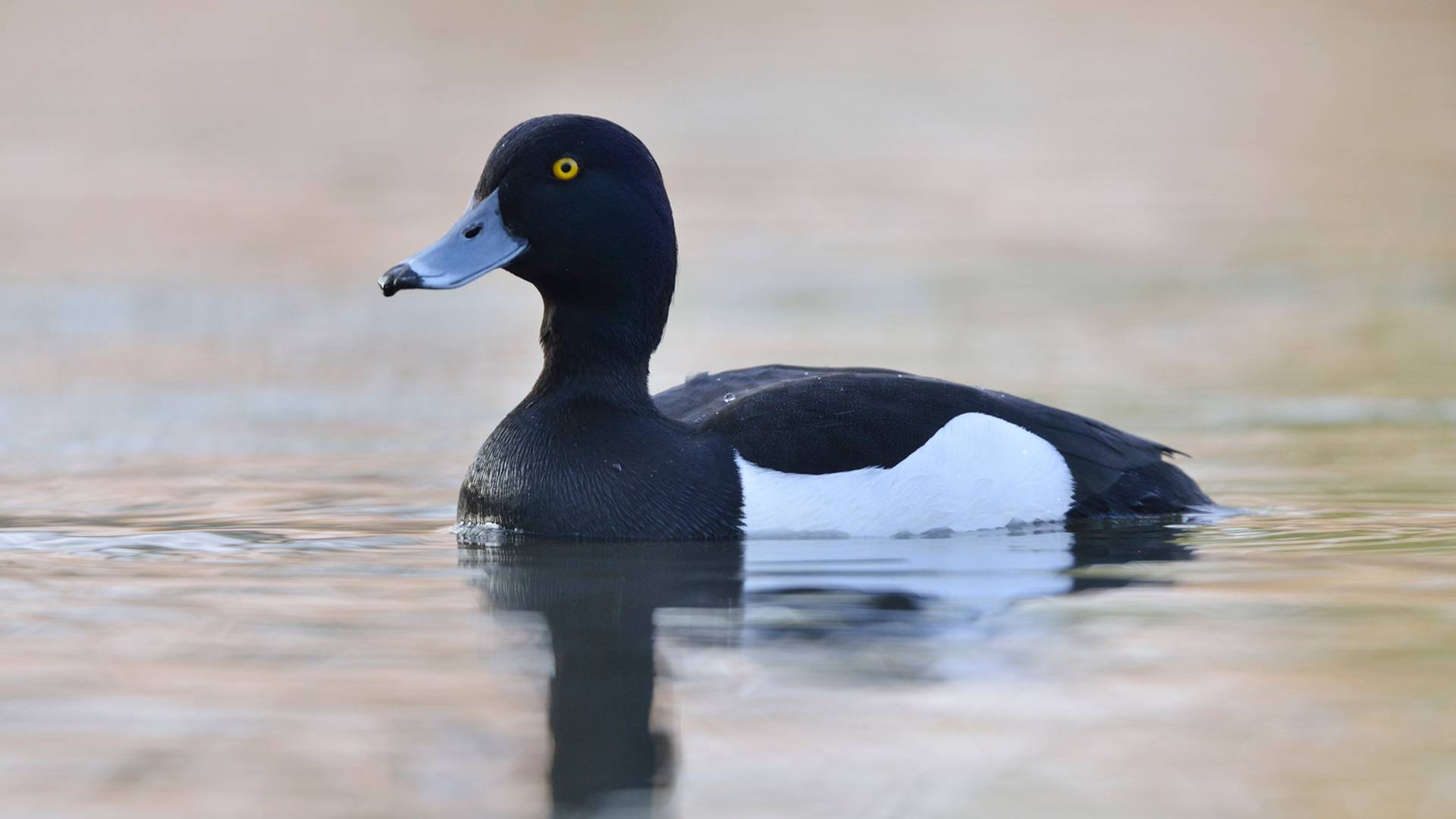 Fotka patke koja je postala viralna bez konkretnog razloga