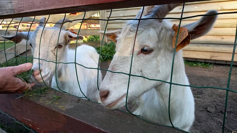 Park Wrocławski - ZOO Lubin - Centrum Edukacji Przyrodniczej