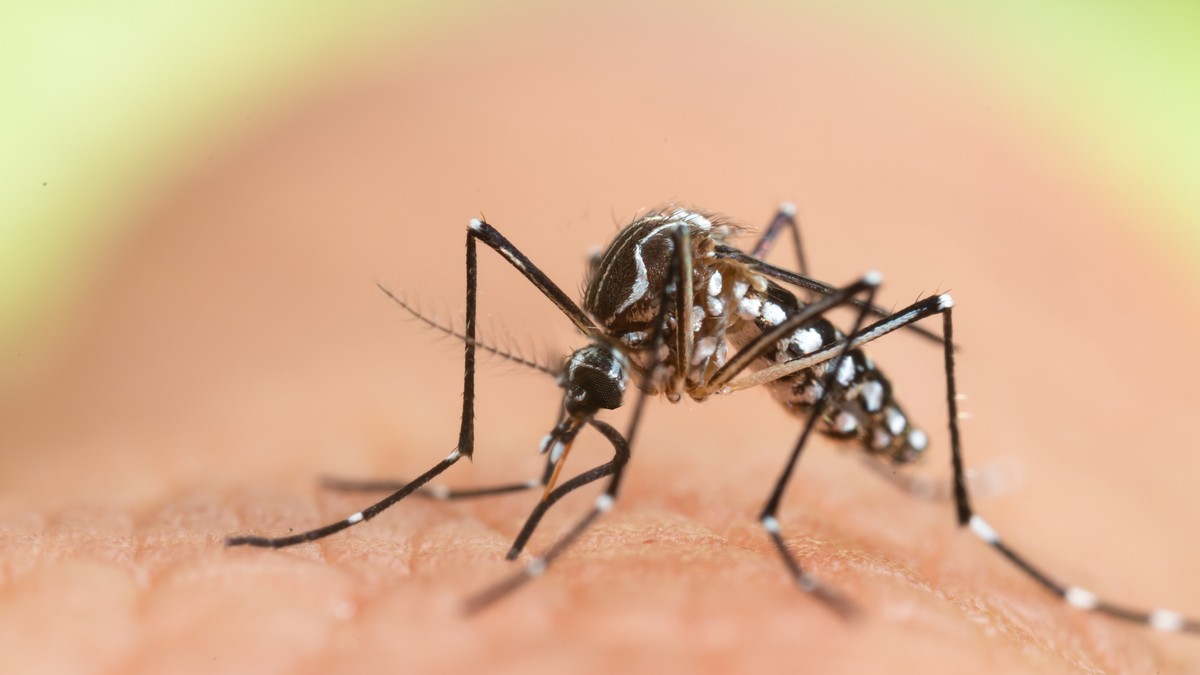 Tigrasti komarac - Aedes albopictus