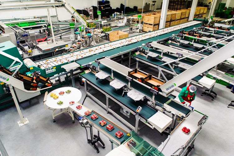 Grupa nie zamierza jednak spocząć na laurach. W planach ma dalszy rozwój. Chce zwiększyć moce produkcyjne w ciągu najbliższych dwóch lat do 10 tys. ton rocznie, a w kolejnych dwóch do 15 tys. ton. W projektach jest też podwojenie własnej bazy przechowalniczej do 7 tys. ton jabłek. Źródło zdjęcia: Materiały prasowe Grupy Producentów Owoców Galster