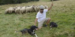Oto pasterz, który do swoich psów mówi po angielsku!