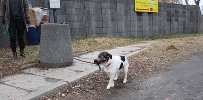 Kto ci to zrobił, psino?!