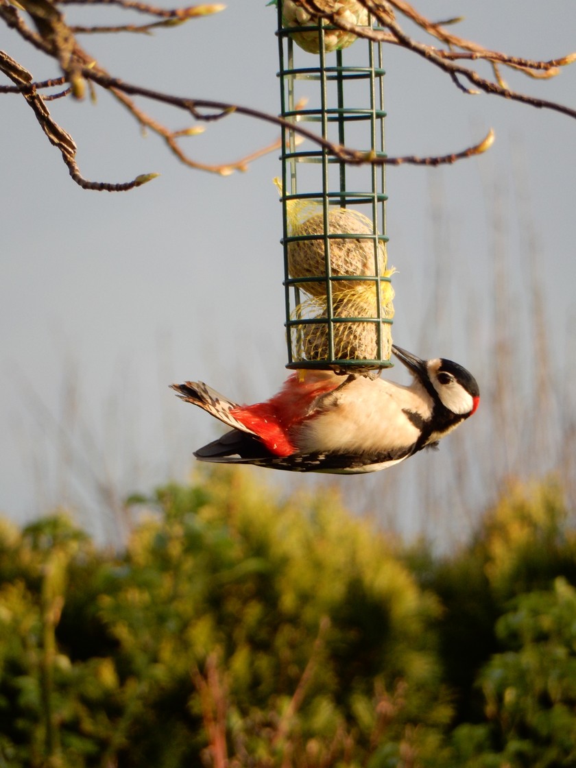 Elle laisse toujours un peu de nourriture suspendue pour les oiseaux.