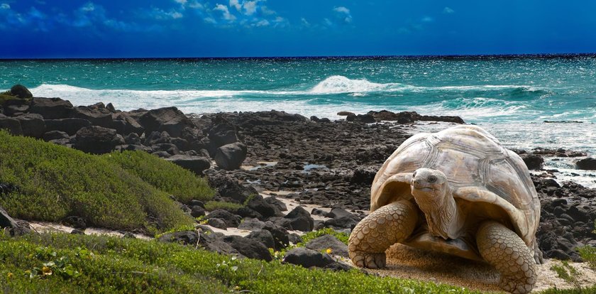 Zakaz odpalania petard i fajerwerków na Galapagos