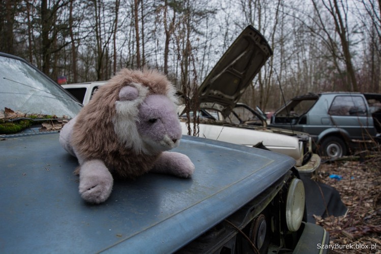 Cmentarzysko samochodów pod Warszawą