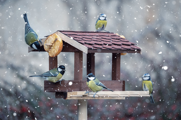 Pomóż ptakom przetrwać zimę. Czym je dokarmiać, by nie zaszkodzić? Gdzie umieścić karmnik?