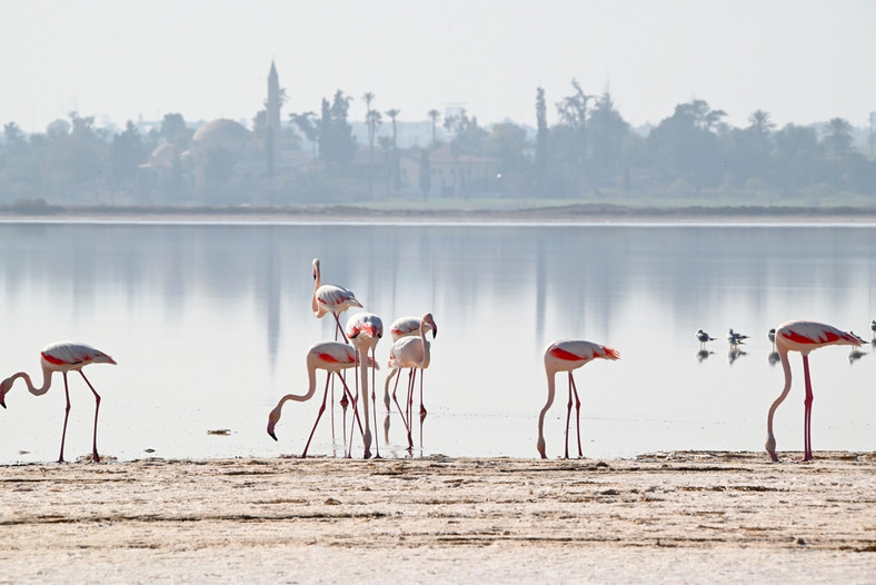 Flamingi brodzące w płytkiej wodzie to charakterystyczny widok nad słonym jeziorem w zimie