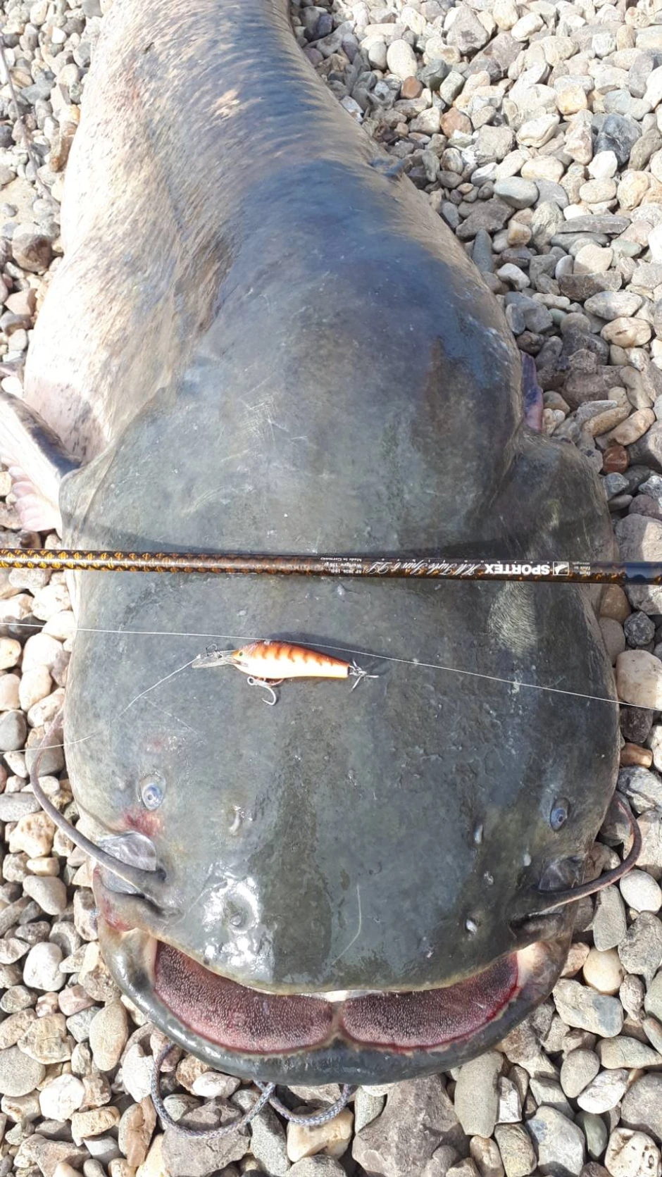 Gružanska grdosija savladana je posle sat vremena borbe