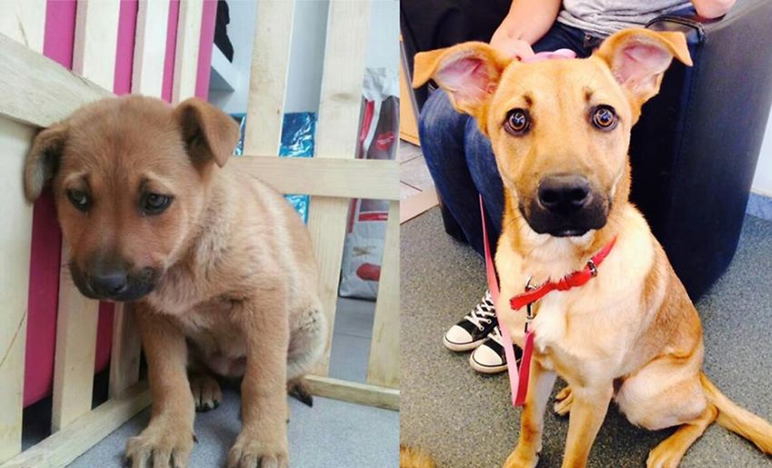 Ovaj tužni mališan sada je zdrav i srećan pas