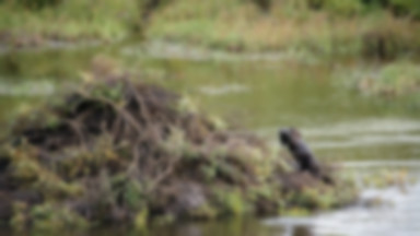 Warmia i Mazury: wilki i bobry przyczyną milionowych szkód