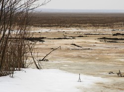 Zaczynają się wiosenne ptasie przeloty Biebrzą