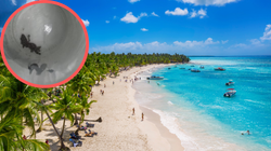 Wrócił z wakacji na rajskiej wyspie. W walizce znalazł pasażera na gapę