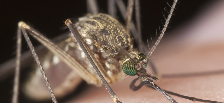 Transgeniczne komary skuteczną bronią w walce z wirusem Zika?