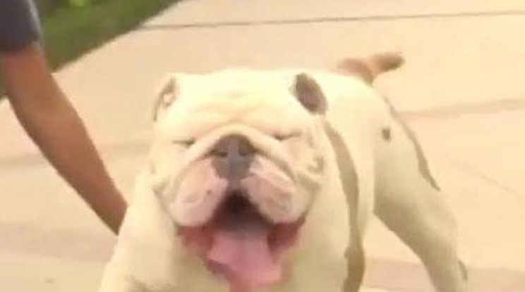 Hatalmas! Így deszkázik egy Guinness-rekorder bulldog - Videó