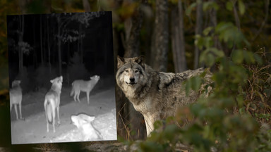 Niezwykłe nagranie z lasu. Leśnicy zarejestrowali "rozmowę" wilków. "Ależ koncert" [WIDEO]