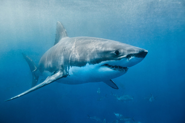 Żarłacz olbrzymi ma 12 metrów długości. Czy rekiny w Bałtyku są groźne? / zdjęcie ilustracyjne