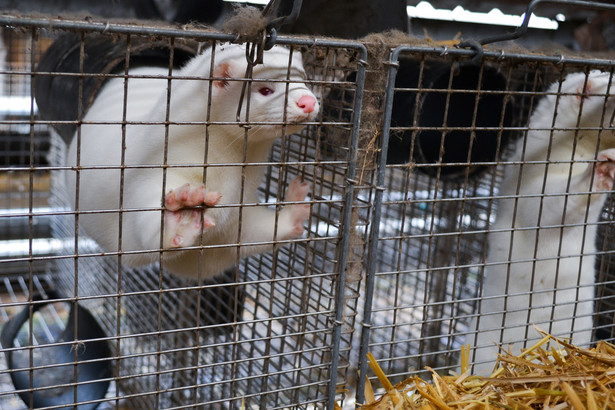 Koronawirus na fermach: Norki czekają na wyrok. W izolacji