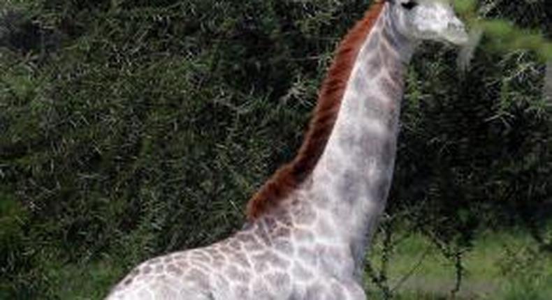 Pictures of rare white giraffe seen at a zoo in Africa goes viral