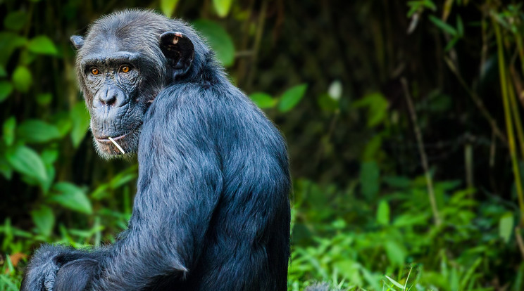 Több gorilla is megfertőződött a Covid-19-et okozó vírussal / Illusztráció: Pixabay