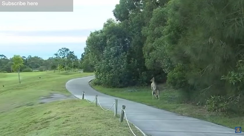 Gigantyczny kangur w Brisbane