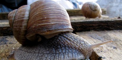 Zbieracze nie zarobią na ślimakach. Winniczki pod ochroną