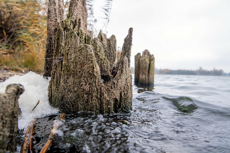 Jezioro Gopło odsłoniło drewniane konstrukcje sprzed tysiąca lat