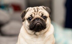 Pierwszy pies w USA z koronawirusem. Może być nim mops z Karoliny Płn.