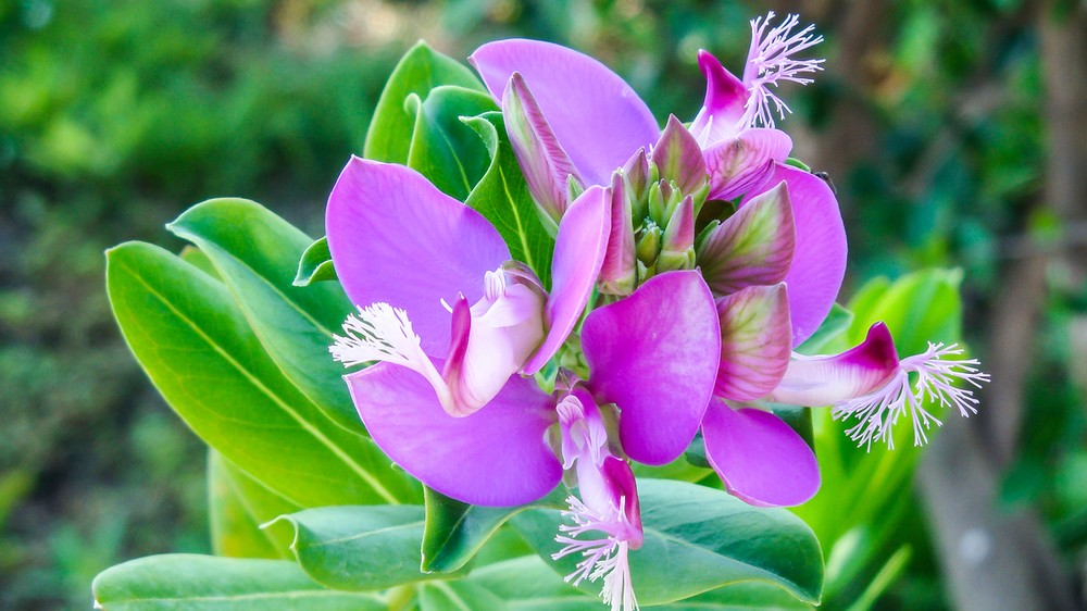 Polygala myrtifolia je druh rastliny patriaci do rodu Polygala. Tento vždyzelený okrasný ker očarí množstvom ružových až fialových kvetov.