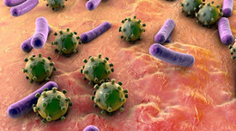 bakterie 