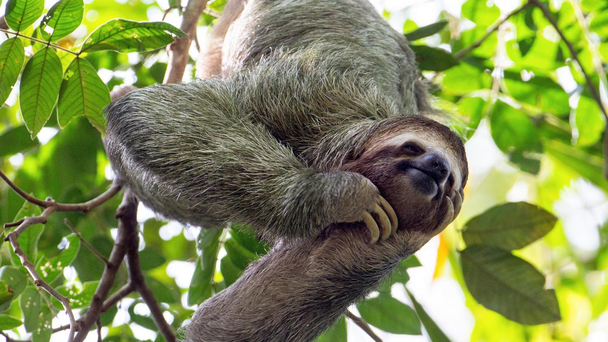 smiling sloth hanging in a tree