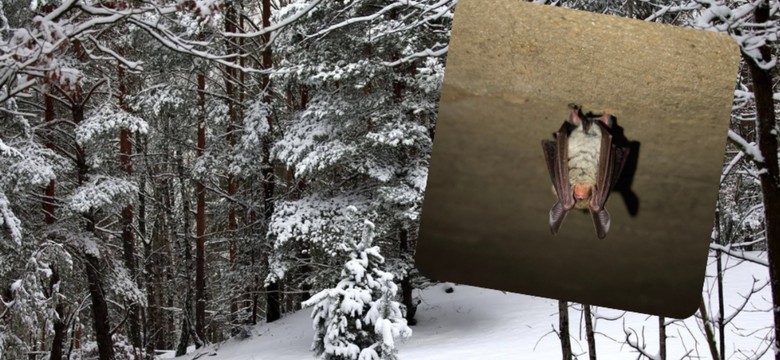 Niezwykłe odkrycie w Kampinosie. "Teraz mamy pewność"