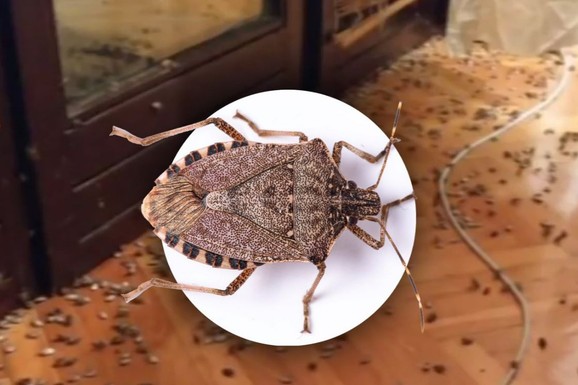 Beže čim ovo osete: Poprskajte baštu mešavinom koju smrdibub
