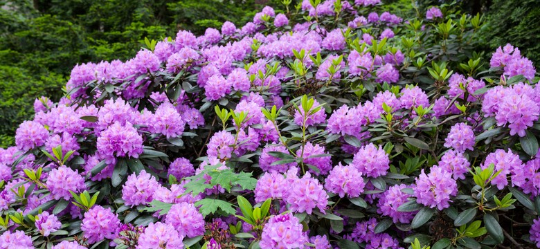 Kluczowy termin w pielęgnacji rododendronów. Różanecznik odwdzięczy się pięknymi kwiatami