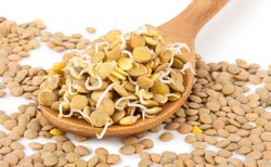 Kiełki soczewicy zdrowsze niż same nasiona. Lepiej chronią przed rakiem