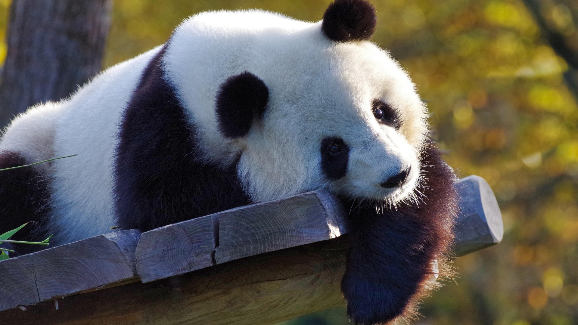 Otestuj sa, či vieš, komu hrozí zánik.