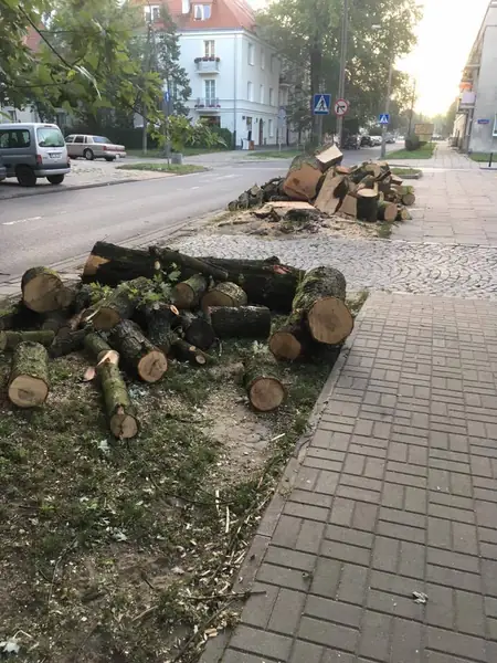 Rządowi nie zależy na znajdywaniu winnych nielegalnej wycinki drzew. Przecież robią dokładnie to samo w Puszczy Białowieskiej