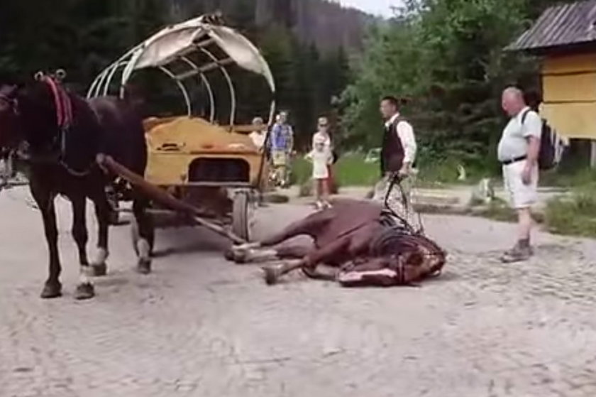Koń padł