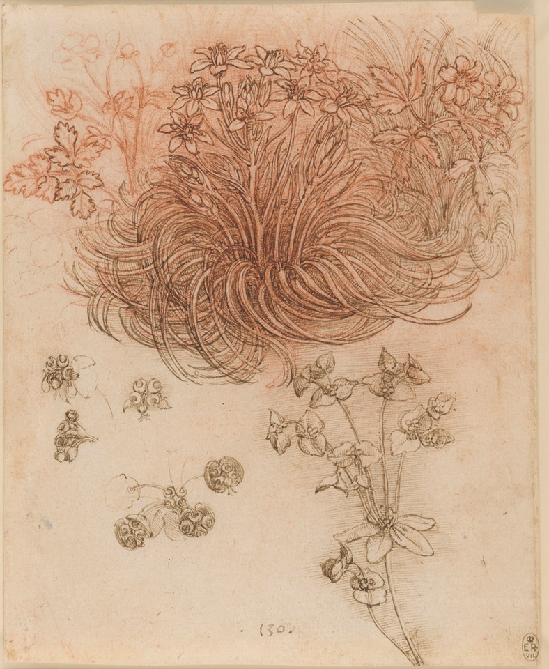 Leonardo da Vinci, "Gwiazda betlejemska i anemony"