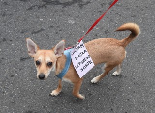 KOD: 'Cała Polska dziś się śmieje, zaczynamy mieć nadzieję'