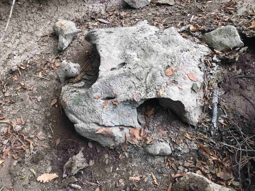 Da li je ovo samo kamen ili fosil glave praistorijske životinje?