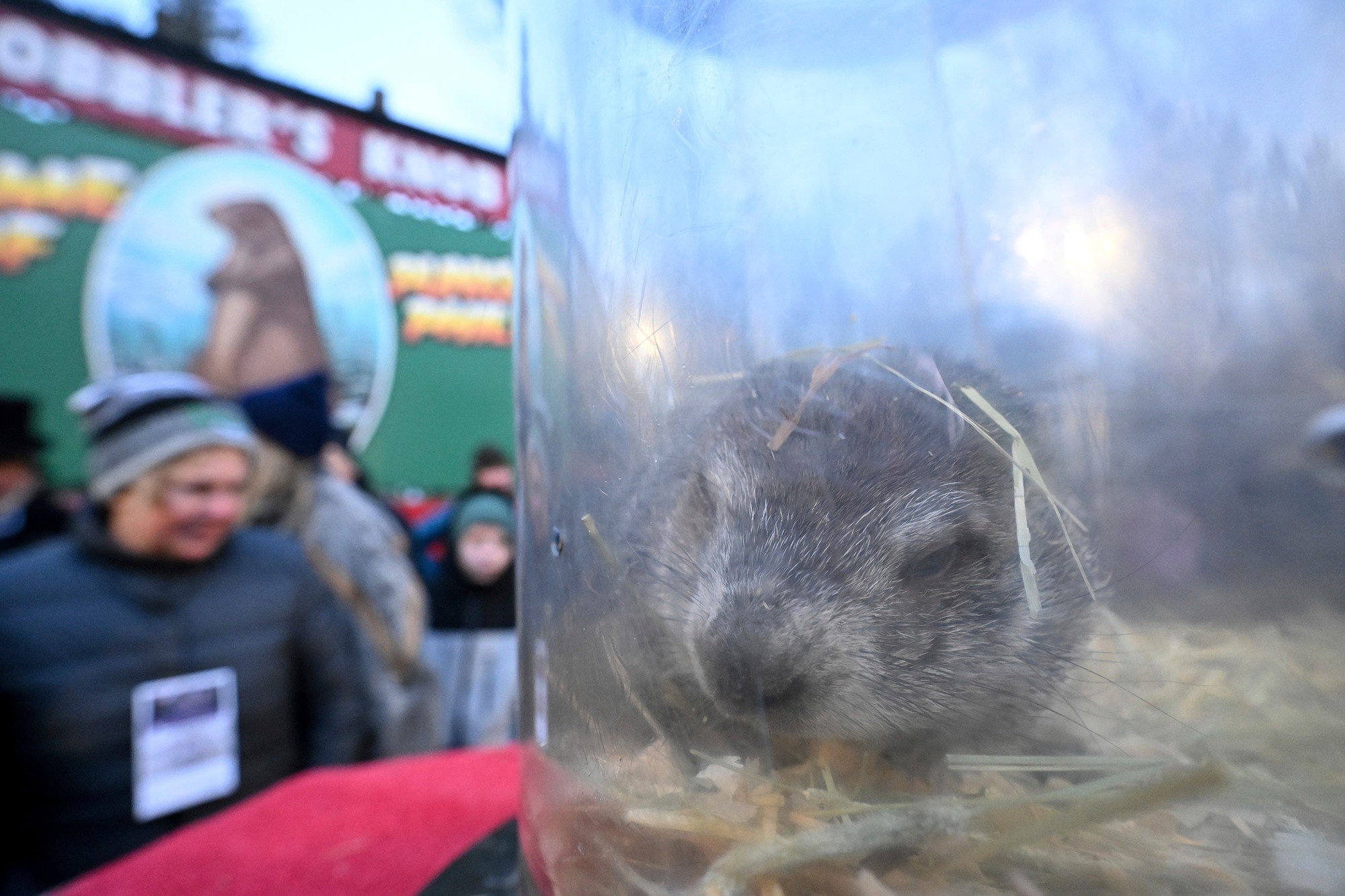 Groundhog Day (Deň svišťa) je v USA veľmi populárny.