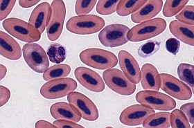 thrombocyta-d000020561afa4da74db7
