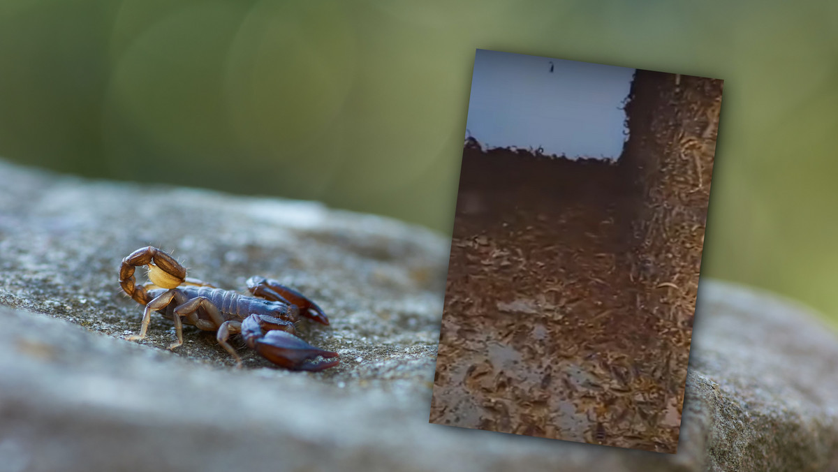Skorpiony opanowały opuszczony dom. Na tym nagraniu są ich tysiące [WIDEO]