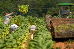 branża tytoniowa duszona regulacjami. rząd bez strategii, rolnicy bez alternatywy