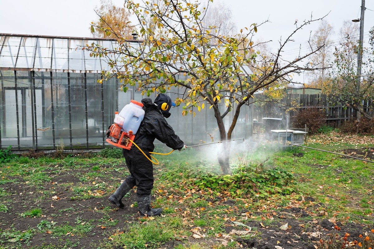 oprysk drzew owocowych jesień mocznik choroby grzybowe