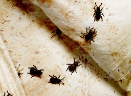 masz w domu te przedmioty? to magnes na pluskwy