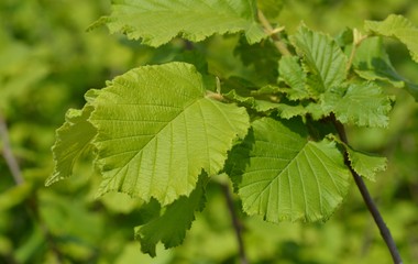 Beindult az allergiaszezon: készüljünk fel a tünetekre