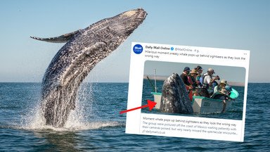 Tuż obok łodzi turystycznej wynurzył się wieloryb. To zdjęcie mrozi krew w żyłach